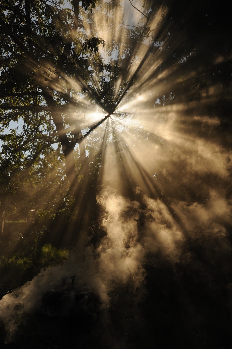 rayos de sol que atraviesan los árboles