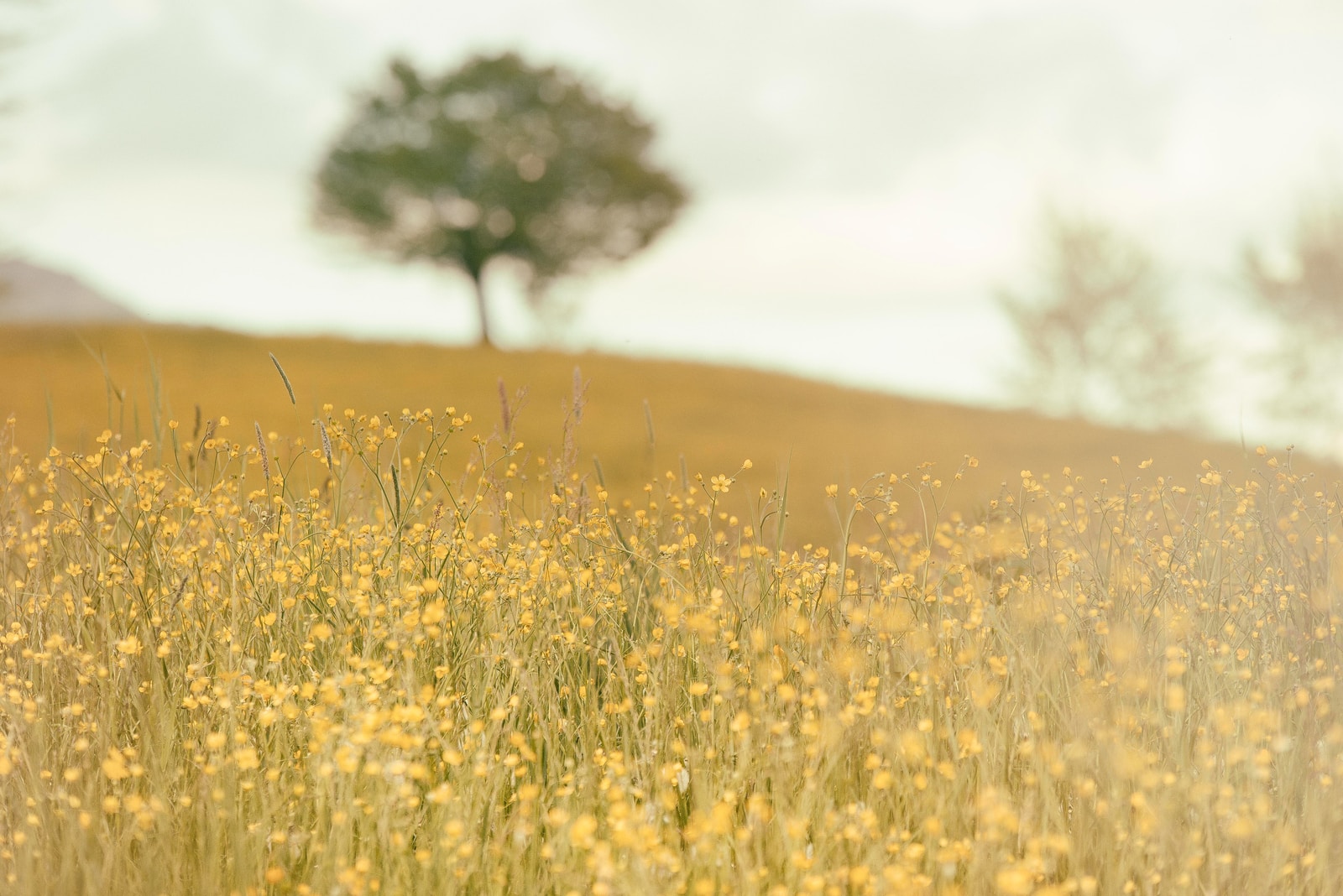 foto del primo piano dei fiori gialli con petali