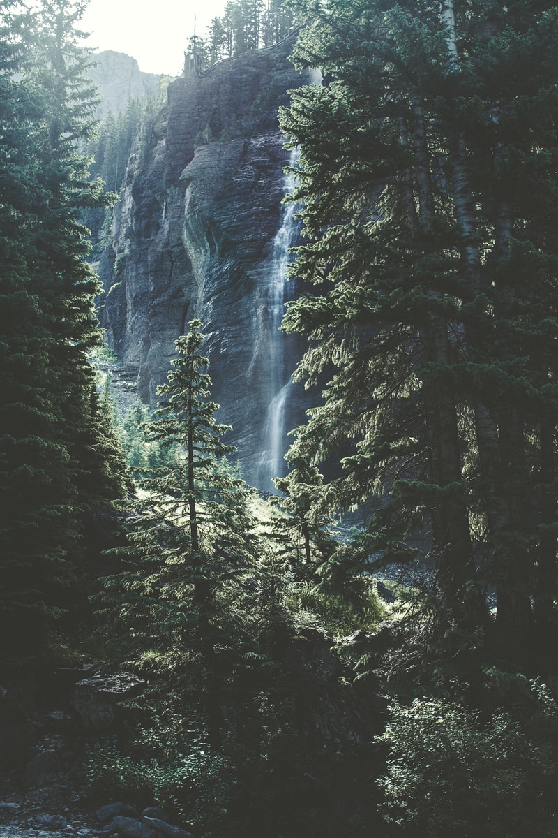 time lapse photo of falls on forest trees