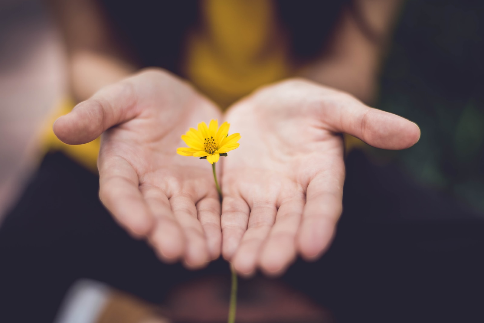 fotografia com focagem selectiva de uma mulher a segurar flores de pétalas amarelas